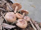Hebeloma excedens image