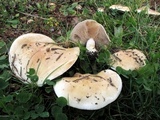 Hebeloma crustuliniforme image