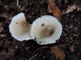Tricholoma saponaceum image