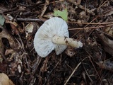 Tricholoma saponaceum image