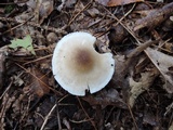 Tricholoma saponaceum image