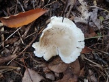 Tricholoma saponaceum image