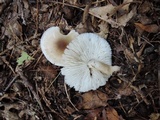 Tricholoma saponaceum image