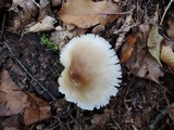 Tricholoma saponaceum image