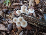 Mycena inclinata image