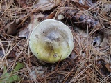 Tricholoma subsejunctum image