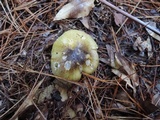 Tricholoma subsejunctum image