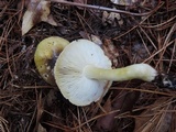 Tricholoma subsejunctum image