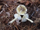 Tricholoma subsejunctum image