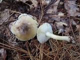 Tricholoma subsejunctum image