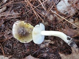 Tricholoma subsejunctum image