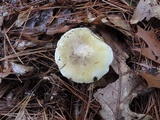 Tricholoma subsejunctum image