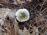 Tricholoma subsejunctum image