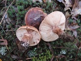 Tricholoma pessundatum image