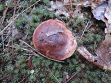 Tricholoma pessundatum image