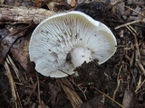 Tricholoma saponaceum image