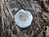 Tricholoma saponaceum image