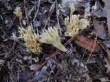 Ramaria flaccida image