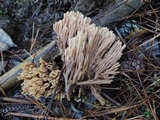Ramaria stricta image