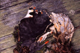 Peltigera neopolydactyla image