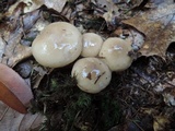 Hygrophorus pustulatus image