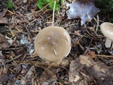 Hygrophorus pustulatus image