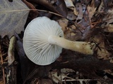 Hygrophorus pustulatus image