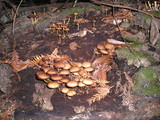Psathyrella piluliformis image