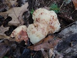 Rhodocollybia maculata image