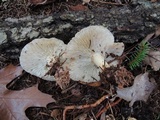 Rhodocollybia maculata image