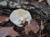 Rhodocollybia maculata image