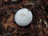 Clitocybe robusta image