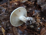 Clitocybe robusta image