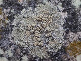 Lecanora muralis image