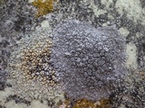Lecanora muralis image