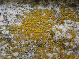 Caloplaca citrina image