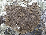 Xanthoparmelia pulla image