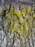 Chrysothrix candelaris image