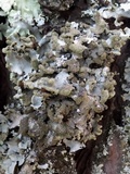 Hypotrachyna britannica image