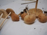 Marasmius oreades image