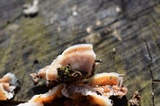 Merulius tremellosus image