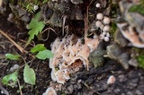 Merulius tremellosus image
