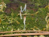 Multiclavula mucida image