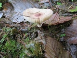 Lepiota rubrotinctoides image
