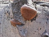 Phellinus igniarius image