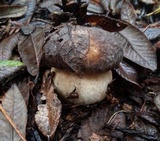 Boletus regineus image