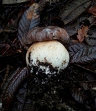 Boletus regineus image
