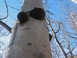 Phellinus igniarius image