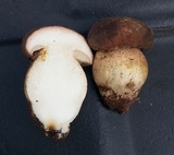 Boletus regineus image