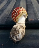 Amanita muscaria var. flavivolvata image